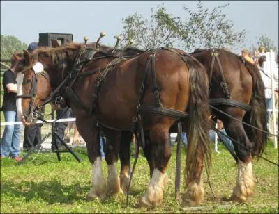 Cette race de cheval trs muscle, est originaire de Russie. Ce cheval est en faite un croisement entre des talons clydesdales et avec des shires. Ce cheval s'appelle :