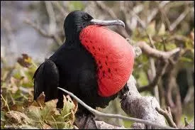 Cet oiseau peut vivre environ 24 ans et mesure environ 95 cm. Pouvez-vous me dire quel est son nom ?