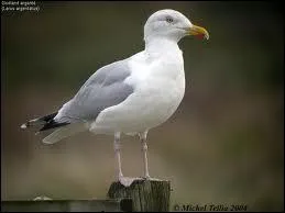 Cet oiseau se nourrit de tout, on peut en voir sur les ctes d'Europe et d'Amrique du Nord.