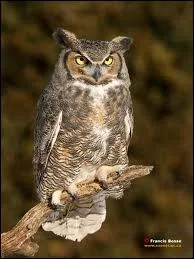 La vision de cet oiseau est trs dveloppe. Pouvez-vous me dire quel est son nom ?