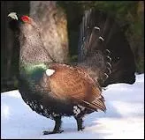 Cet oiseau peut vivre jusqu' 10 ans et mesure 82 cm. Pouvez-vous me dire quel est son nom ?