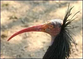 Cet chassier est devenu rare. Pouvez-vous me dire quel est son nom ?