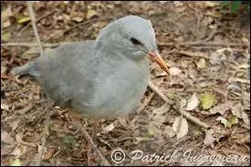 Cet petit oiseau est surnomm  fantme de forts    cause de son plumage gristre. Pouvez-vous me dire quel est son nom ?