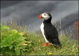 Cet oiseau peut nager jusqu' 60 mtres de profondeur. Pouvez-vous me dire quel est son nom ?