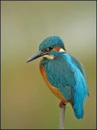 On peut rencontrer cet oiseau en Europe, en Asie et dans le nord de l'Afrique. Pouvez-vous me dire quel est son nom ?