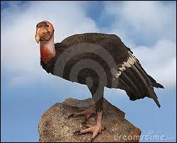 C'est le deuxime oiseau le plus grand du monde. Il vit aux tats-Unis. Pouvez-vous me dire quel est son nom ?