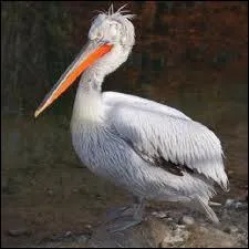 Cet oiseau se nourrit exclusivement de poissons, il peut mesurer jusqu' 170 cm. Pouvez-vous me dire quel est son nom ?