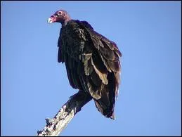 Ce rapace diurne se rencontre depuis le sud du Canada jusqu' la Terre de Feu. Pouvez-vous me dire quel est son nom ?