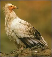 On peut voir cet oiseau en Europe et en Afrique du Nord, c'est un charognard. Pouvez-vous me dire quel est son nom ?