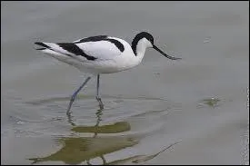 Cet chassier vit dans les zones humides d'Europe, d'Afrique et d'Asie. Pouvez-vous me dire quel est son nom ?