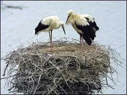 Cet chassier passe l'hiver en Afrique. Pouvez-vous me dire quel est son nom ?