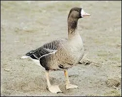 Cet oiseau peut vivre jusqu' l'ge de 19 ans et mesure environ 85 cm. Pouvez-vous me dire quel est son nom ?