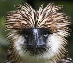 Cet oiseau vit dans les forts tropicales des Philippines. Pouvez-vous me dire quel est son nom ?
