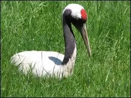 Cet oiseau est l'un des plus grands du monde, il peut mesurer jusqu' 2, 40 m. Pouvez-vous me dire quel est son nom ?