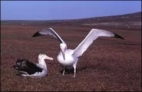 Il possde la plus grande envergure de tous les oiseaux. Pouvez-vous me dire quel est son nom ?