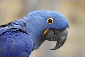 On peut rencontrer cet oiseau en Amrique centrale et en Amrique du Sud. Pouvez-vous me dire quel est son nom ?