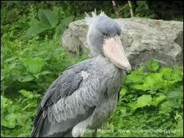 Cet oiseau est aussi appel cigogne  tte de baleine, on peut en trouver en Afrique. Pouvez-vous me dire quel est son nom ?