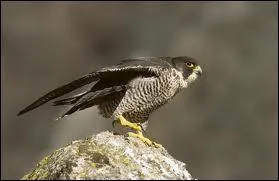 Ce rapace compte parmi les oiseaux les plus rapides du monde. Pouvez-vous me dire quel est son nom ?