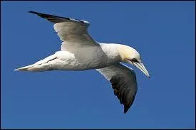 On peut apercevoir cet oiseau sur les falaises des les rocheuses de l'Atlantique nord. Pouvez-vous me dire quel est son nom ?