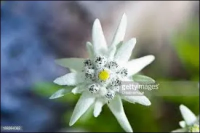 Edelweiss