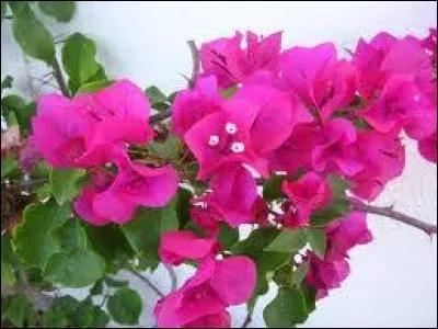 Bougainville
