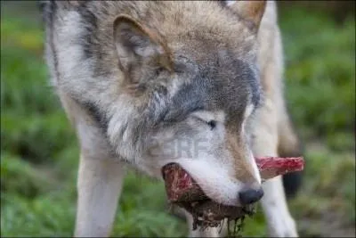 De quels animaux parle l'histoire ?