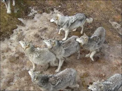 Pourquoi l'hrone veut-elle quitter son clan ?