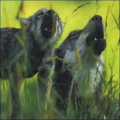 Quel est le nouveau clan de l'hrone ?