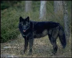 L'hrone a un secret. Lequel est-ce ?