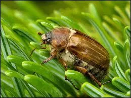 Lequel de ces insectes suce le sang ?