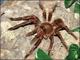 Laquelle de ces araignes est la plus grosse ?