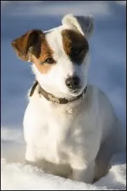 Quel animal est le meilleur ami de l'homme ?