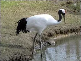 Lequel de ces oiseaux est le plus grand ?