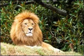 Que fait le lion de ses journes ?