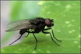 Quels insectes terminent les cadavres ?