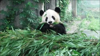 De quoi se nourrit le panda ?