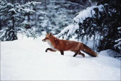 Celui-ci a la rputation d'tre rus !