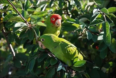 Ces oiseaux, vous les connaissez, ce sont ...