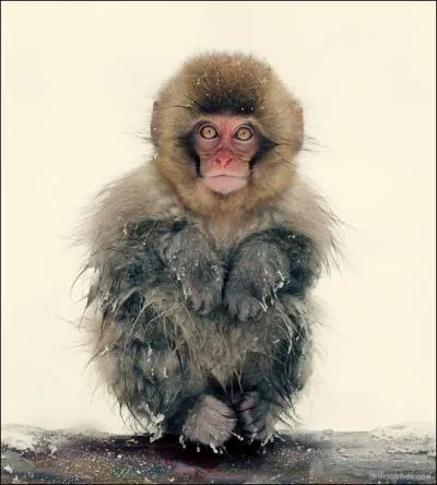 Il vit au Japon, on l'appelle ...