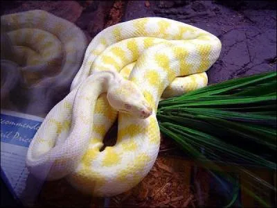 Il vous aime tant qu'il vous touffe !