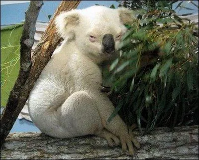 Ce panda est entirement blanc, il est donc albinos !