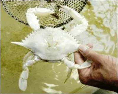 Albinos ou pas, il en pince pour vous !