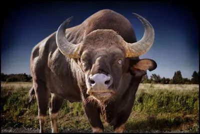 Il est susceptible de se reproduire !