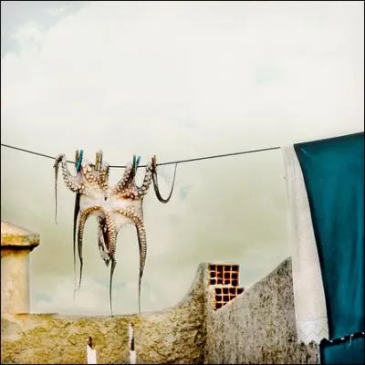 Combien la pieuvre a-t-elle de tentacules ?