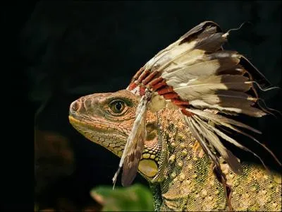 Il est strictement vgtarien !