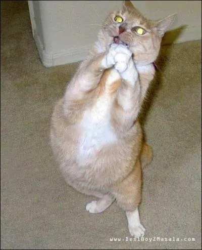 Comment s'appelle le chat japonais porte-bonheur, connu dans le monde entier ?