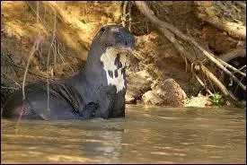 Retrouvez le nom de cet animal :