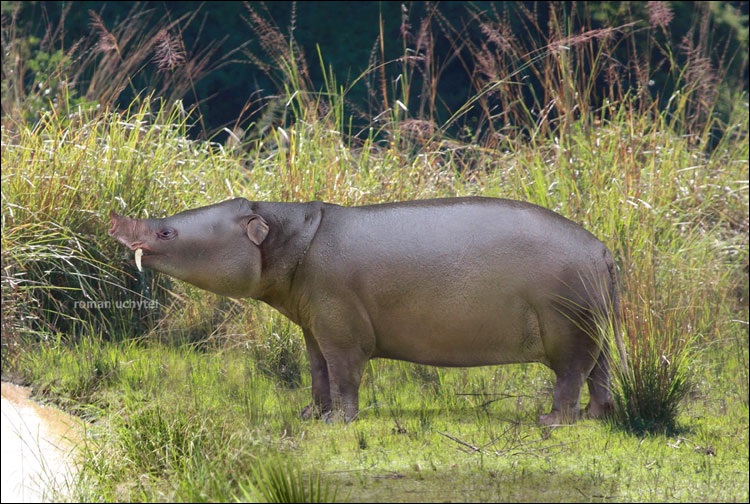 quel animal est un mammifere