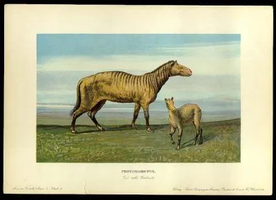 Combien le Protorohippus mesurait-il ? (C'est le tout premier cheval)