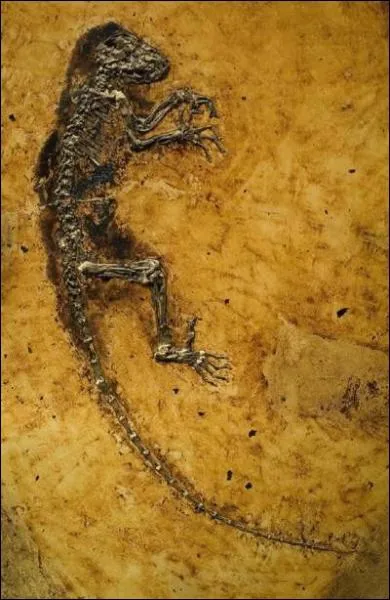 Le Darwinius a fait l'objet d'une polmique en 2009 car certains scientifiques pensent qu'il s'agirait du  chanon manquant . Selon eux, il appartiendrait  la famille des hominidae :